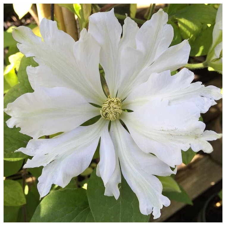 Clematis patens'Toki' 