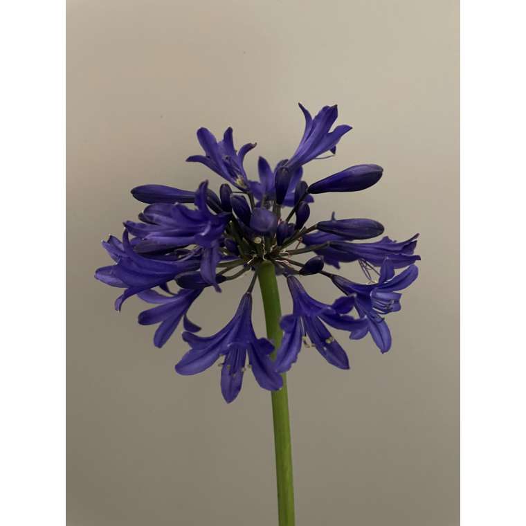 Agapanthus'Starry Night' 