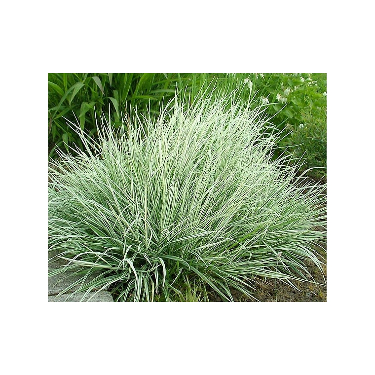 Arrhenatherum elatius'Variegatum'