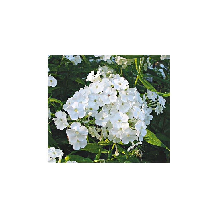 Phlox paniculata'David'