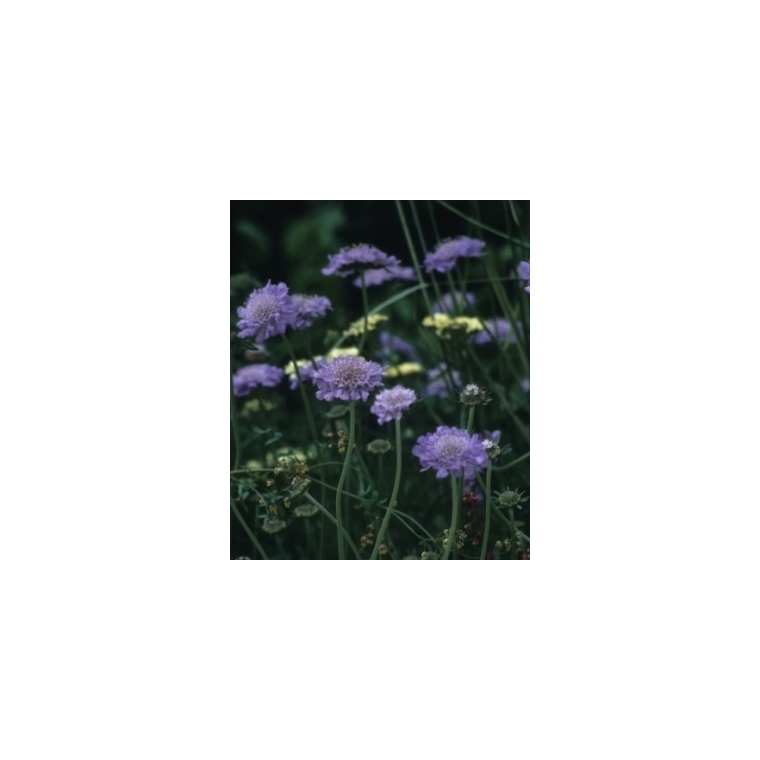 Scabiosa caucasica'Clive Greaves'