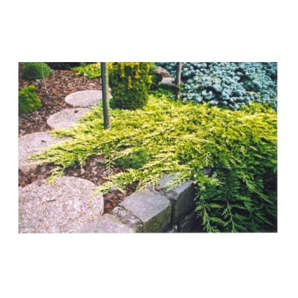 Juniperus horizontalis'Golden Carpet' 