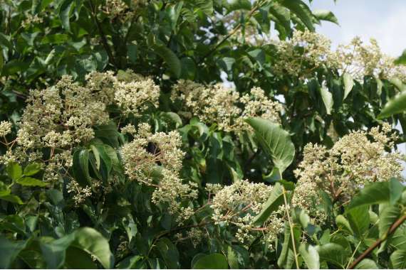 Tetradium daniellii'Hupehensis' 