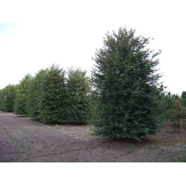 Tilia cordata'Böhlje' 