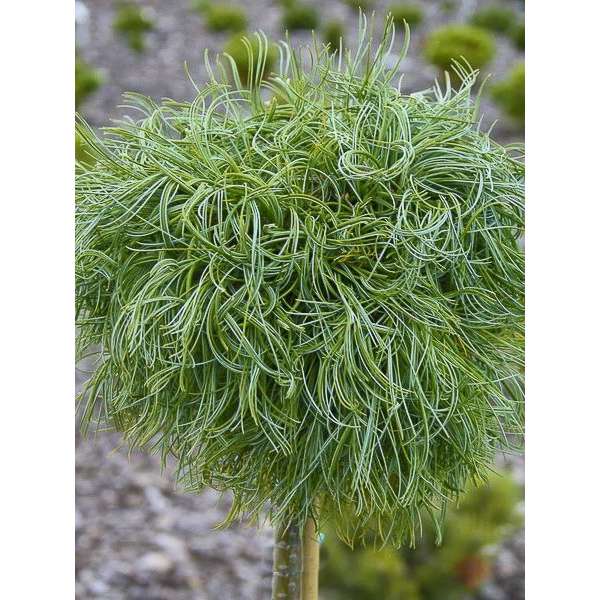 Pinus strobus'Green Twist' 