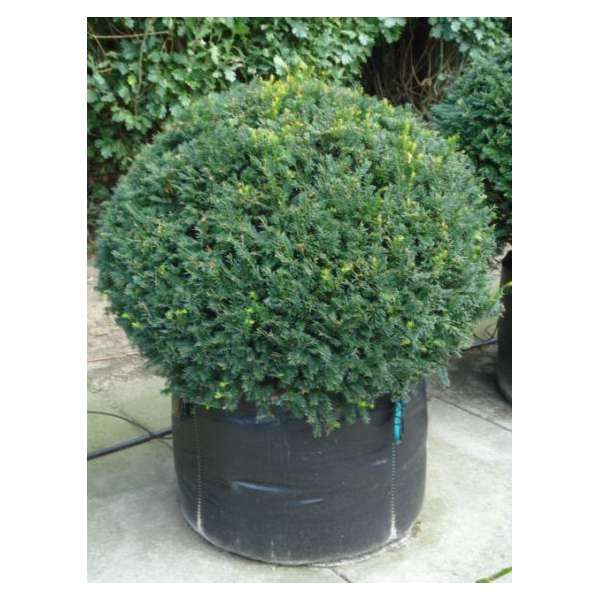 Taxus baccata bolvorm 