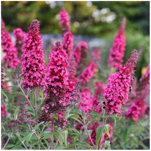 Buddleja davidii'Butterfly Candy Little Cerise' 