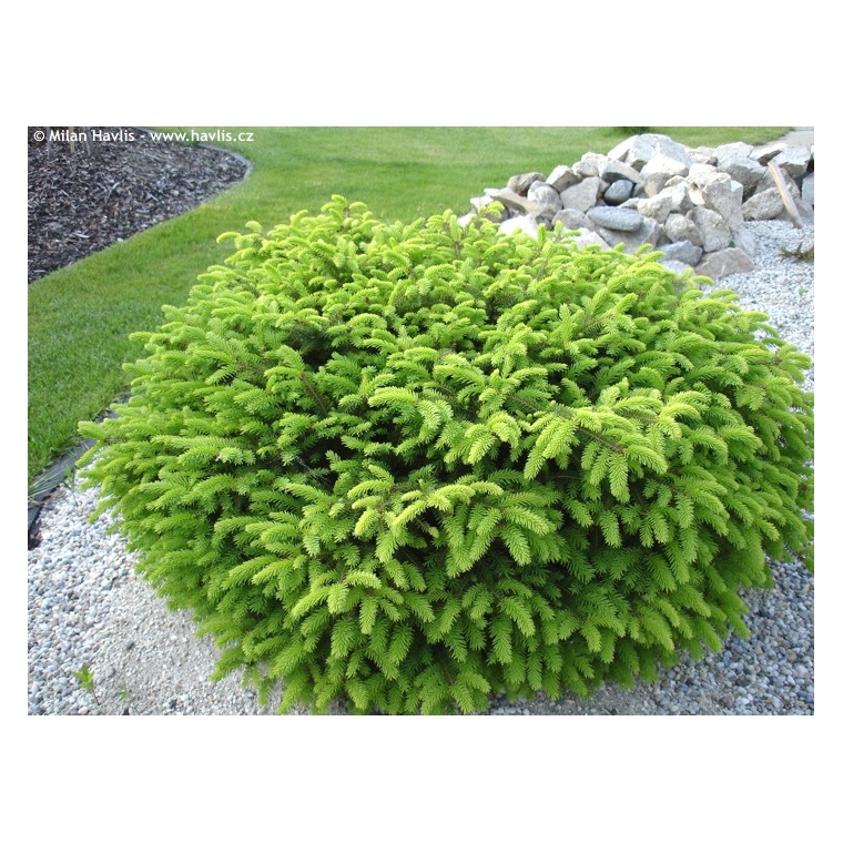 Picea abies'Nidiformis' 