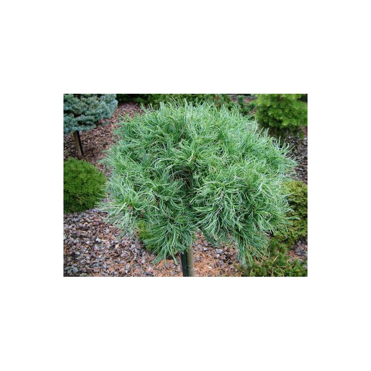 Pinus strobus'Tiny Kurls' 