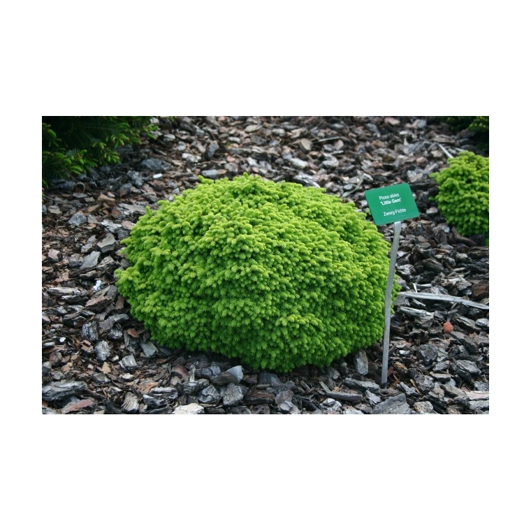 Picea abies'Little Gem' 