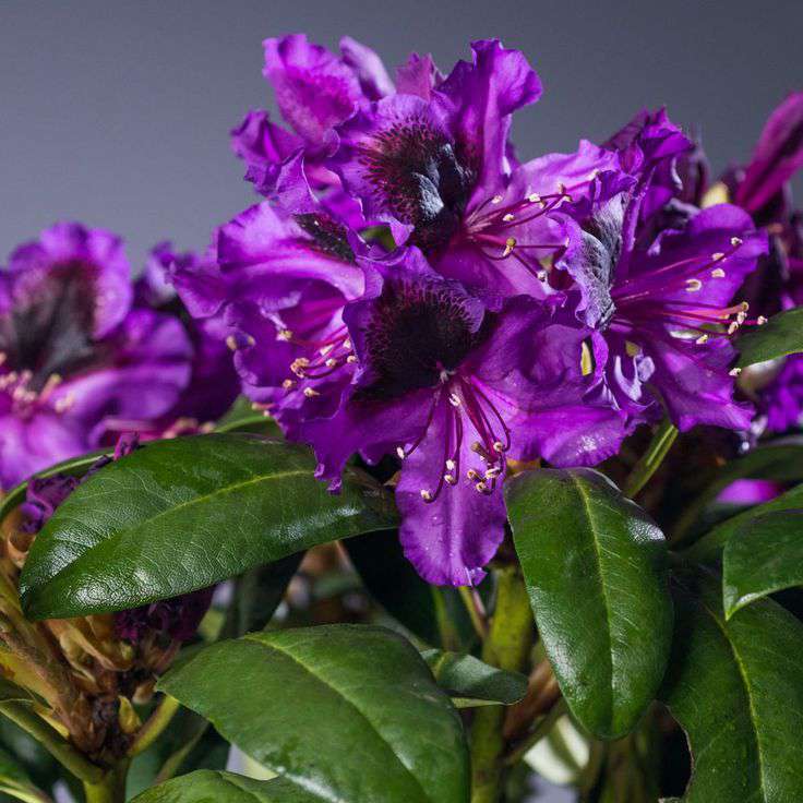 Rhododendron'Orakel' 