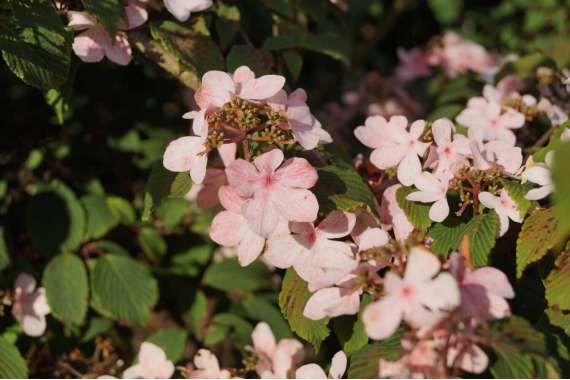 Viburnum plicatum'Pink Beauty' 