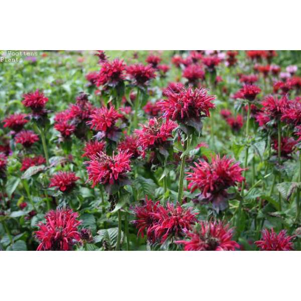 Monarda'Fireball'