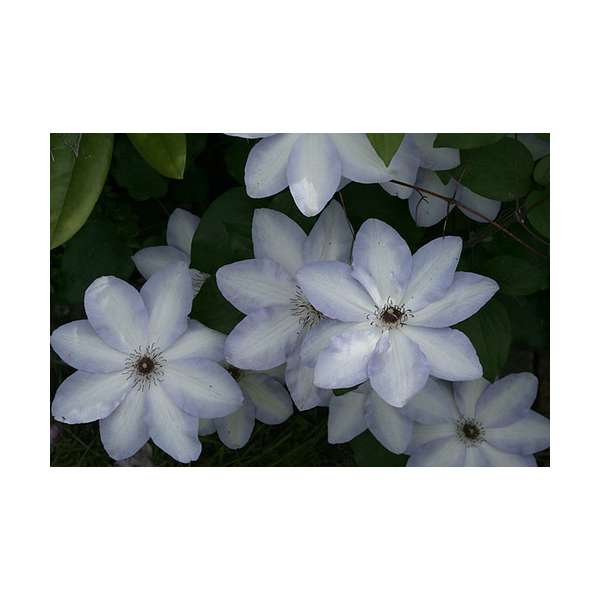 Clematis'Ivan Olsson' 