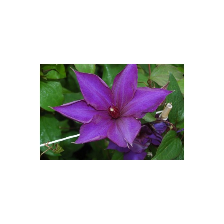 Clematis'Guiding Star' 