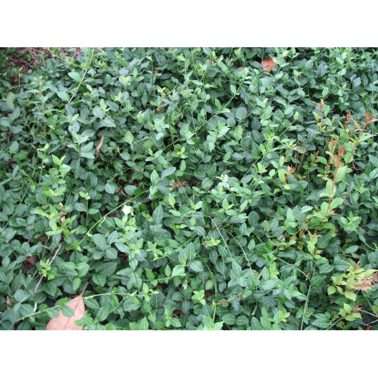 Euonymus fortunei'Coloratus' 