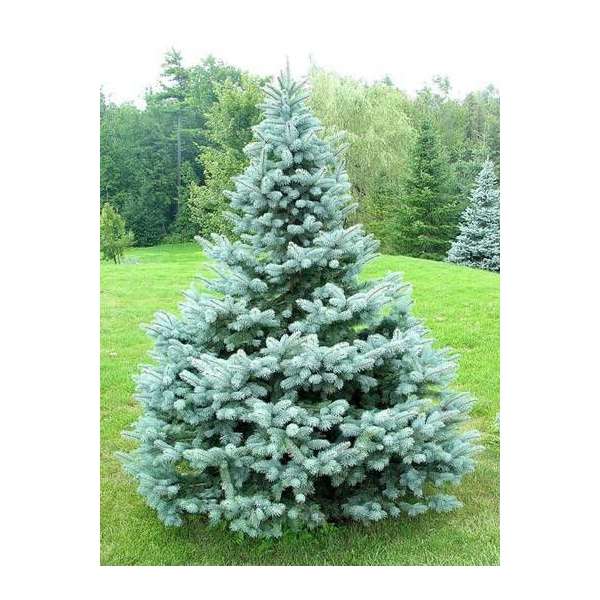 Picea pungens'Baby Blue' 