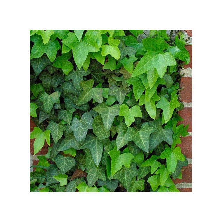 Hedera helix 