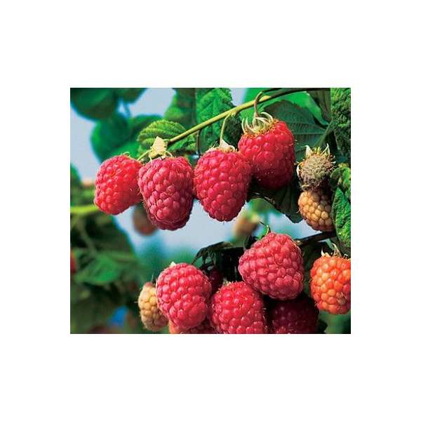 Framboos(Rubus idaeus'Himbo Top') 
