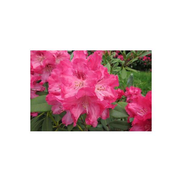 Rhododendron'Sneezy' 