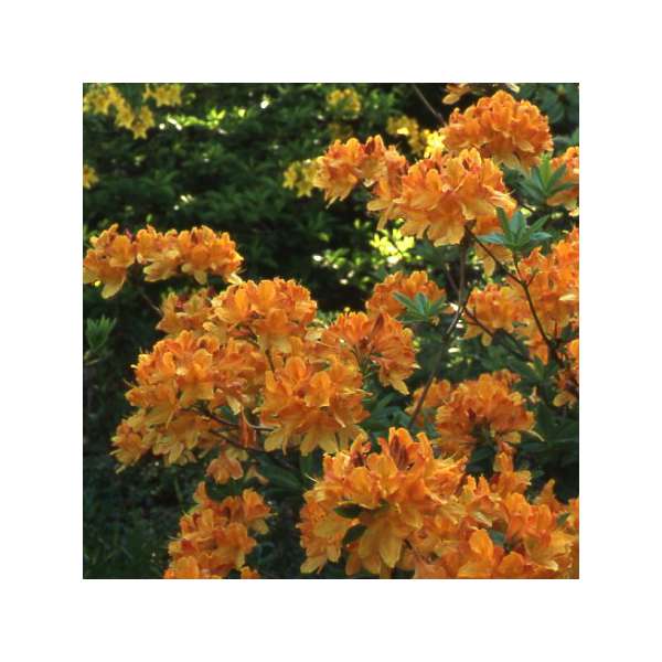 Azalea knaphill'Hortulanus H.Witte' 