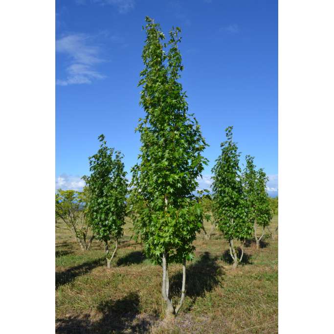 Liquidambar styraciflua'Paarl' 