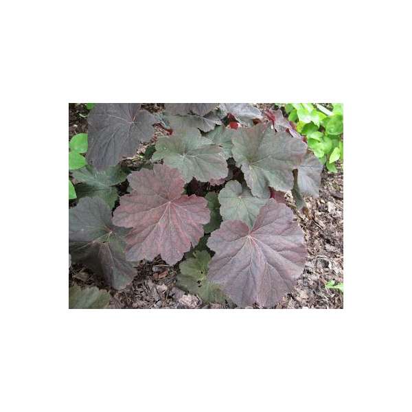Heuchera'Mocha'