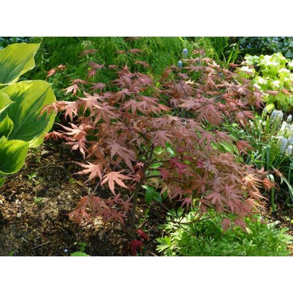 Acer palmatum'Brown Sugar' 