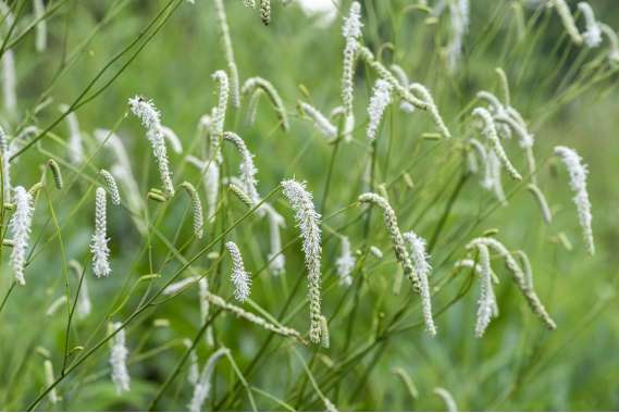 Sanguisorba tenuifolia'All Time High'
