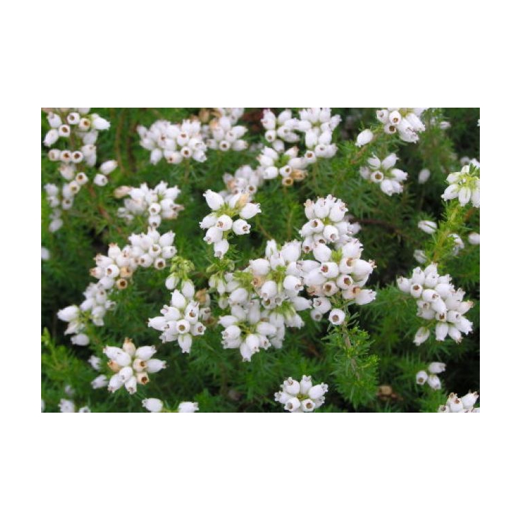 Erica cinerea'Alba' 