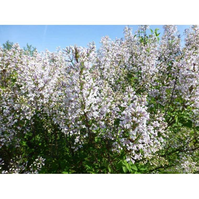 Syringa chinensis'Alba' 