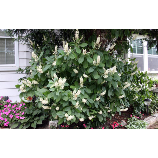 Clethra alnifolia'Hummingbird' 