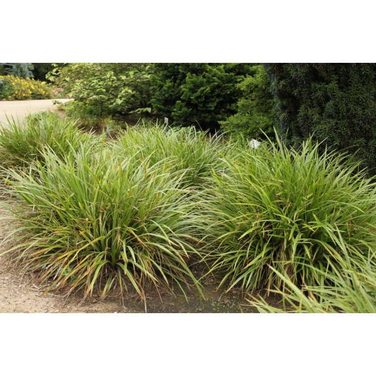 Carex morrowii'Mosten'