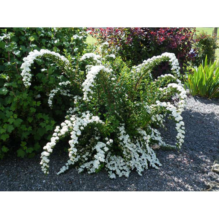 Spiraea nipponica'Snowmount' 