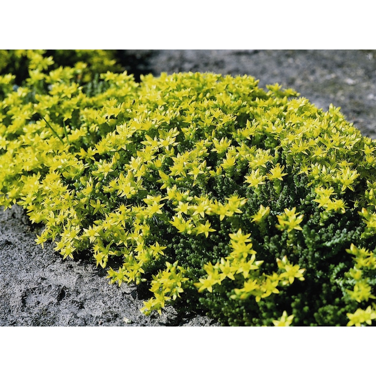 Sedum acre