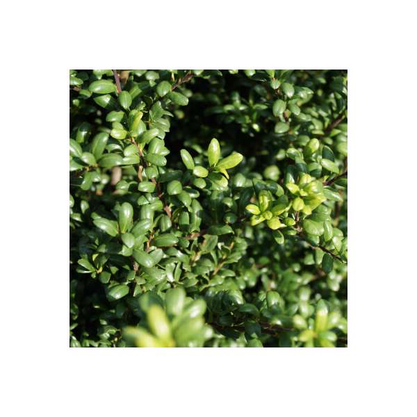 Ilex crenata'Green Glory' 