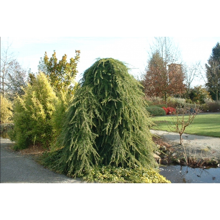 Cedrus deodara'Pendula' 