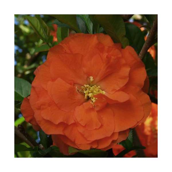 Chaenomelis speciosa'Orange Storm' 