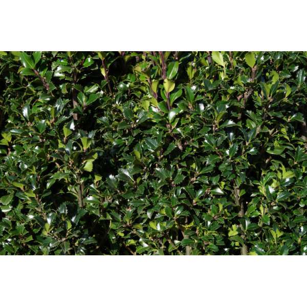 Ilex meserveae'Heckenstar' 