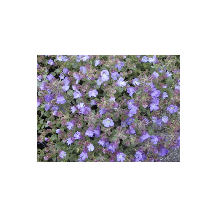 Chaenorhinum origanifolium'Blue Dream'