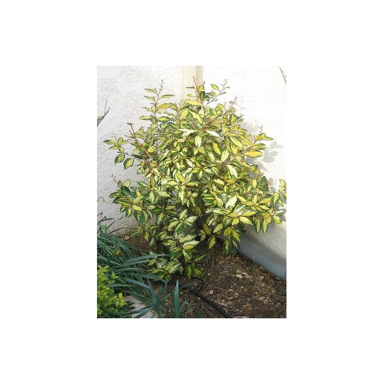 Elaeagnus x ebbingei'Limelight' 