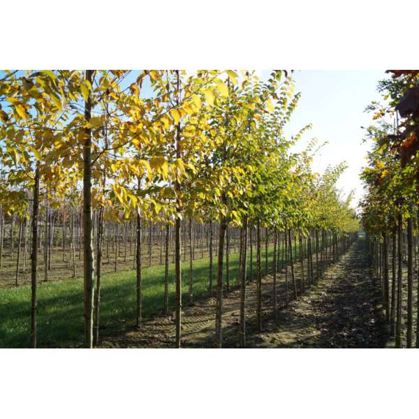 Ulmus'Sapporo Autumn Gold' 