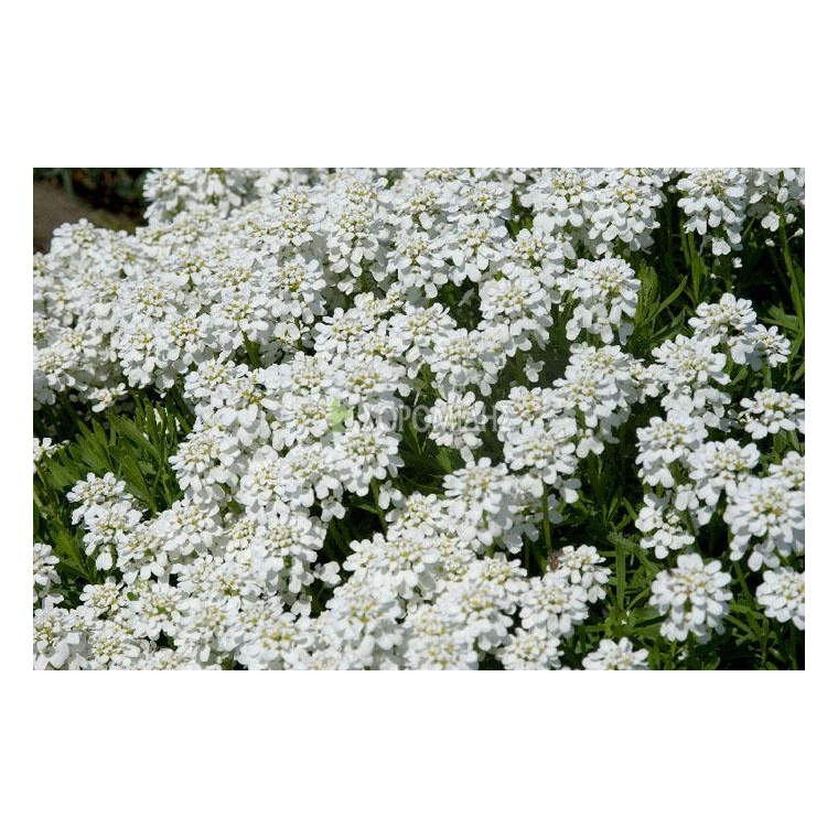 Iberis sempervirens'Schneeflocke'