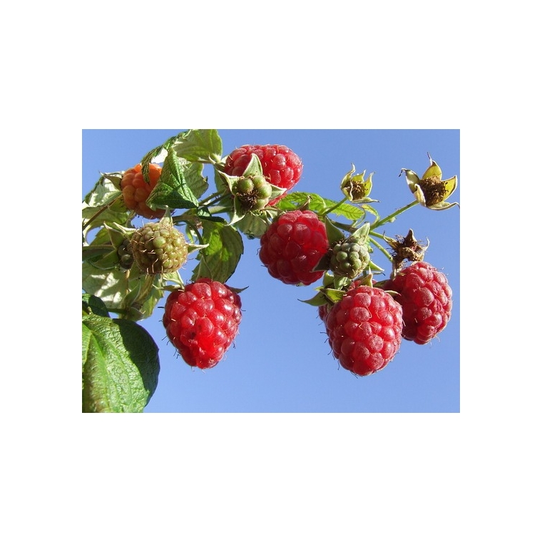 Framboos (Rubus idaeus'Malling Promise') 