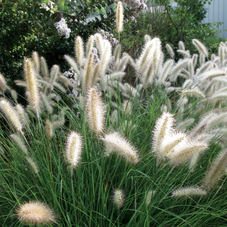 Pennisetum alopecuroides'Cassian'