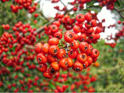 Crataegus opaca'Big Red' 