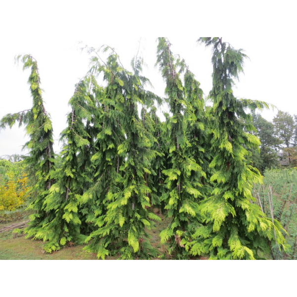 Chamaecyparis lawsoniana'Filip's golden Tears' 