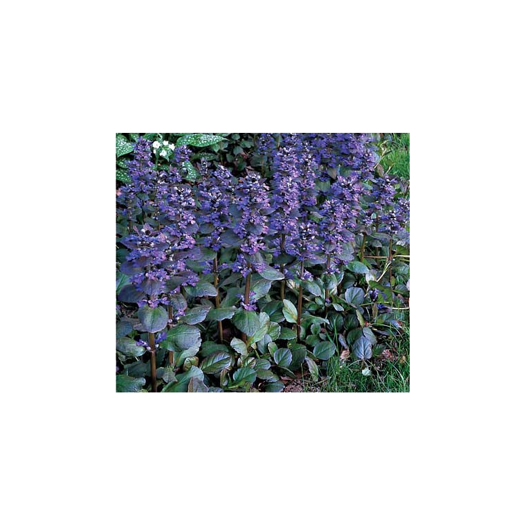 Ajuga reptans'Catlin's Giant'