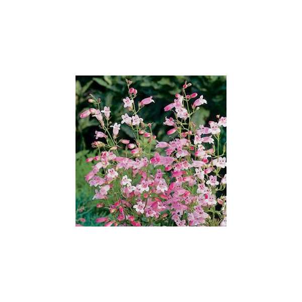 Penstemon'Evelyn'