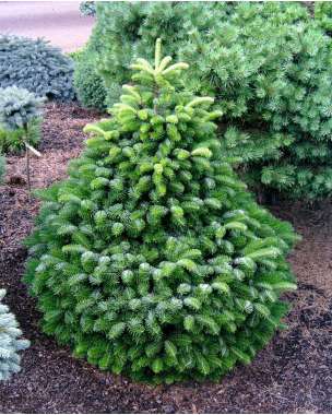 Abies nordmanniana'Dobrochovice' 